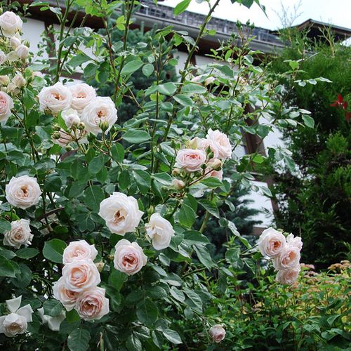 Bílá - Stromkové růže, květy kvetou ve skupinkách - stromková růže s keřovitým tvarem koruny